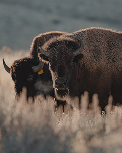 Bison Stare