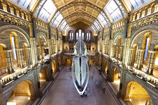 Night At The Museum Print