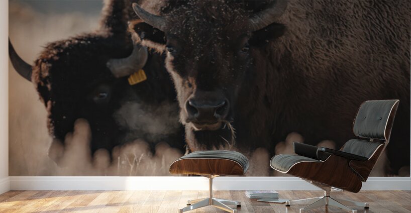 Bison Stare Wall Murals
