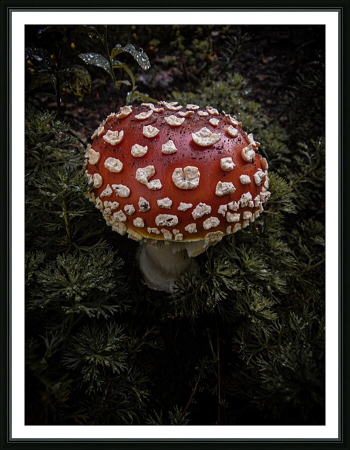 Mushroom Picture Frame print