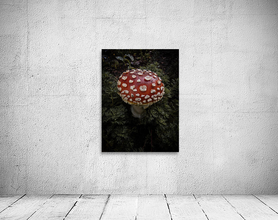 Mushroom Wall Preview